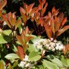 Photinia x fraseri